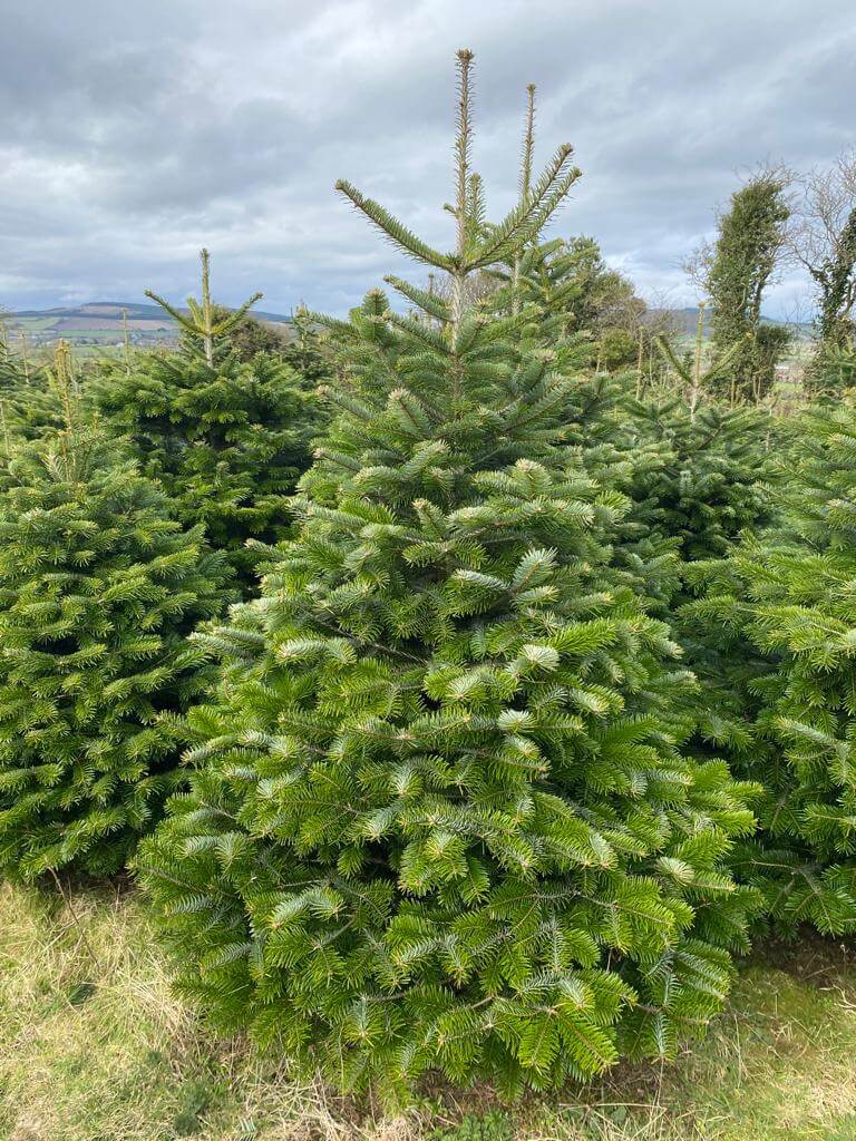Nordmann-Fir-Christmas-Tree