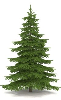 Christmas Trees for sale online