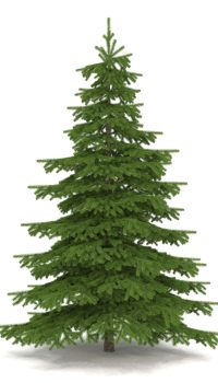 Christmas Trees for sale online
